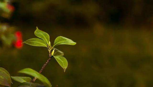 莫泊桑勋章到手了