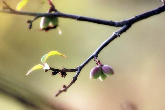 郦波解读苏轼《蝶恋花·花褪残红青杏小》 - 第1张 - 鲜果博客 郦波解读苏轼《蝶恋花·花褪残红青杏小》 - 第1张