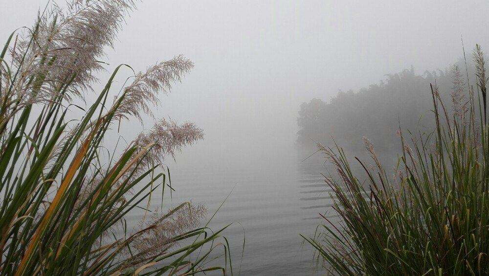 国风·秦风·蒹葭  全文阅读赏析 - 第1张 - 鲜果博客 国风·秦风·蒹葭  全文阅读赏析 - 第1张