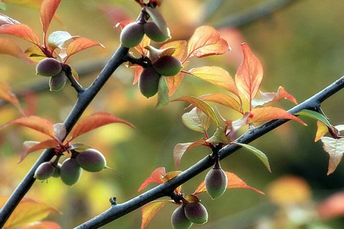 郦波解读苏轼《蝶恋花·花褪残红青杏小》 - 第2张 - 鲜果博客 郦波解读苏轼《蝶恋花·花褪残红青杏小》 - 第2张