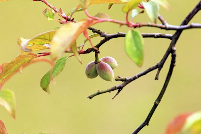 郦波解读苏轼《蝶恋花·花褪残红青杏小》 - 第4张 - 鲜果博客 郦波解读苏轼《蝶恋花·花褪残红青杏小》 - 第4张