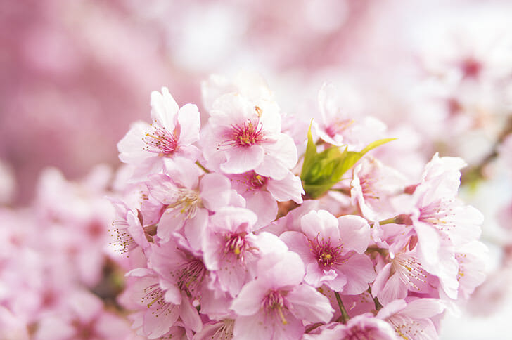 漂亮的日本樱花图片欣赏