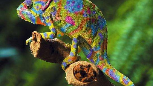 《变色龙》原文阅读 契诃夫