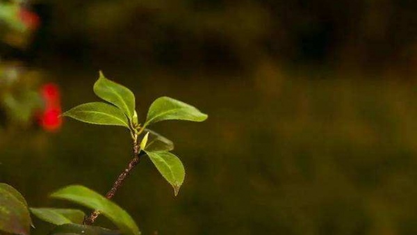 勋章到手了 莫泊桑