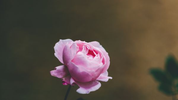 美丽的鲜花摄影图片