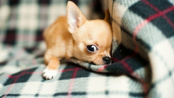 可爱的吉娃娃犬摄影图片