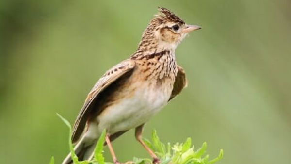 致云雀 雪莱(英)