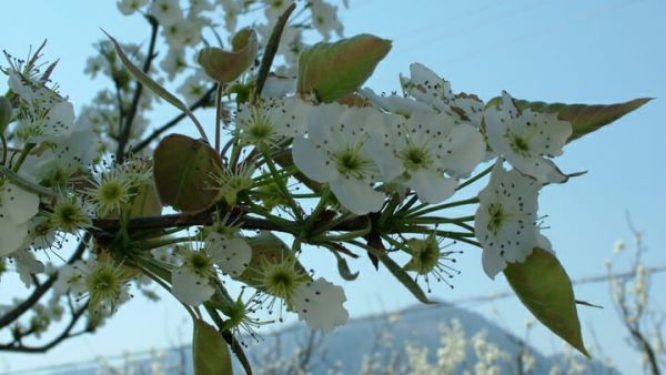 如果织梦可以《留你在身边》