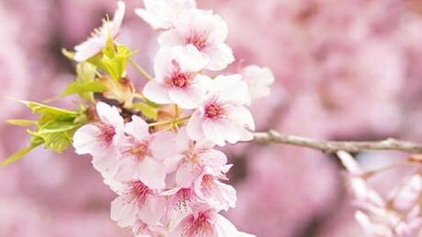 漂亮的日本樱花图片欣赏