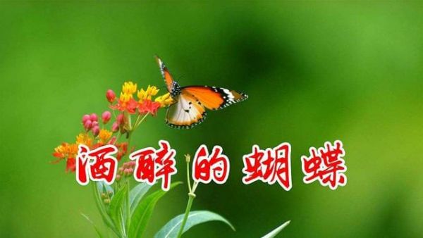 网络热歌：酒醉的蝴蝶在线欣赏