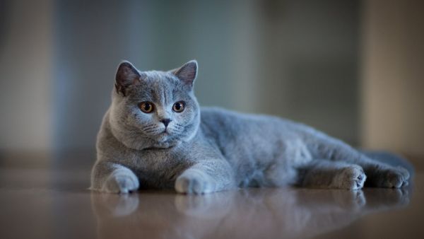 可爱的猫咪摄影图片