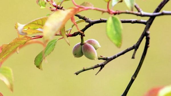 郦波解读苏轼《蝶恋花·花褪残红青杏小》