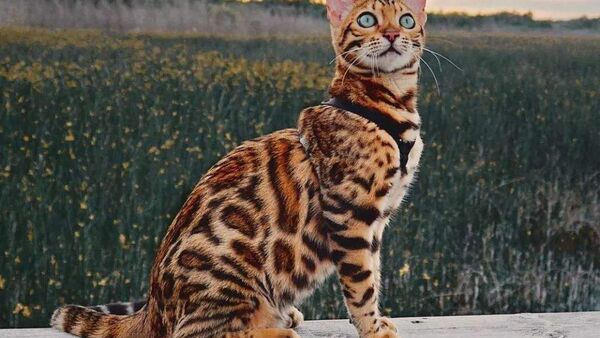 贾平凹散文：冬 景