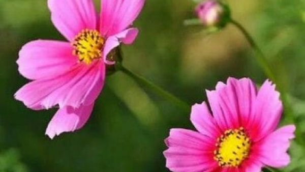 索赔9900万！华为起诉专利公司潘奥普缔斯垄断侵权