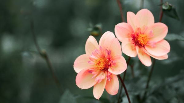 卜算子·咏梅  毛泽东